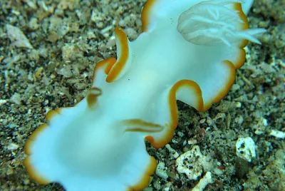 Ardeadoris electra