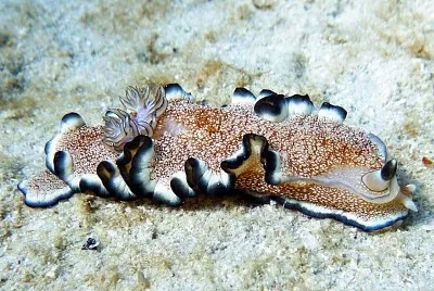 Ardeadoris pullata