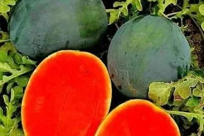 frutas