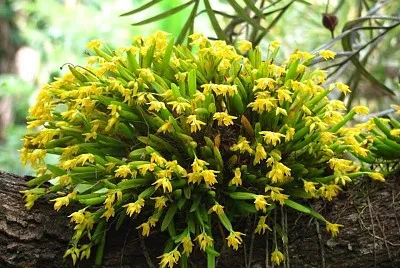 flores