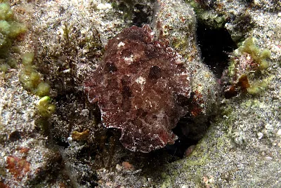 Discodoris lilacina