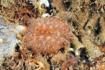 Discodoris stellifera