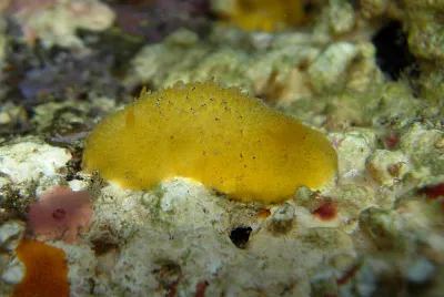Doris granulosa