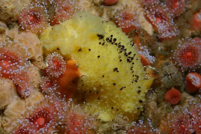 Doris montereyensis