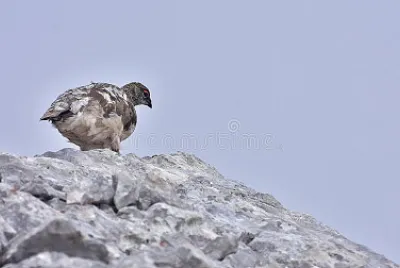 Pernice bianca della roccia jigsaw puzzle