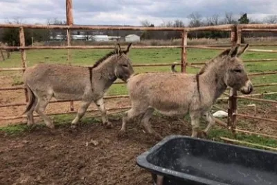 Donkey