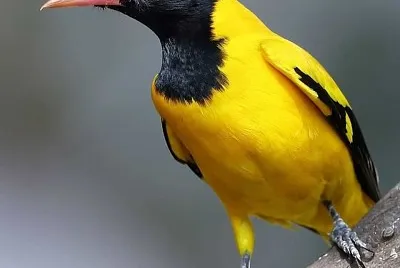 natural