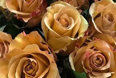 flores