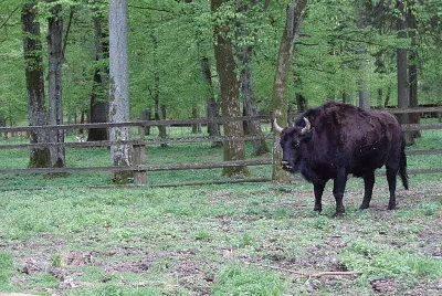 Zubron