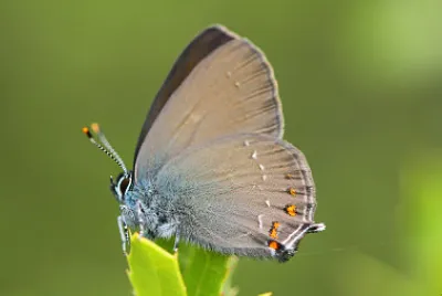 Satyrium ilicis
