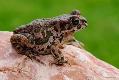 Nature jigsaw puzzle