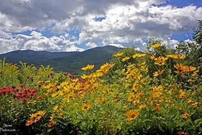 Nature jigsaw puzzle