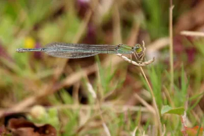Pseudagrion rubriceps