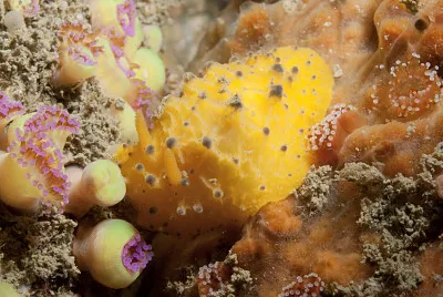 Doris sticta