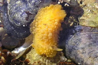 Doris verrucosa