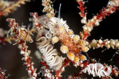Dotidae