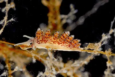 Doto coronata