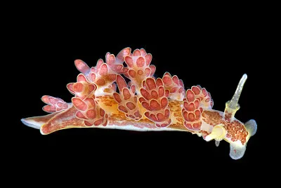 Doto floridicola jigsaw puzzle