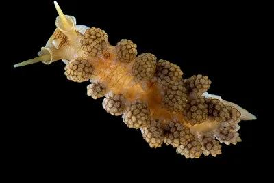 Doto fragilis