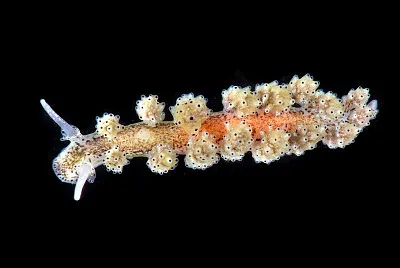 Doto pinnatifida