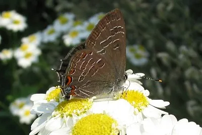Satyrium liparops