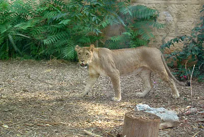 Leone maculato del kenia jigsaw puzzle