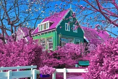 פאזל של flores