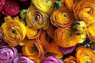 flores