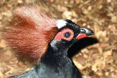 Pernice crestata