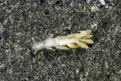Embletonia pulcra jigsaw puzzle