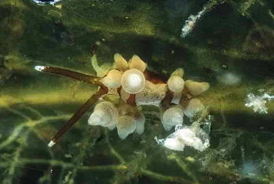 Eubranchus inabai jigsaw puzzle