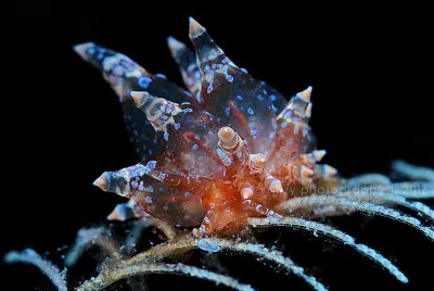Eubranchus ocellatus jigsaw puzzle