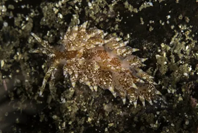 פאזל של Eubranchus pallidus