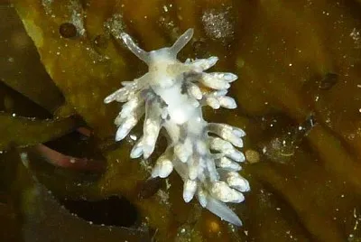 פאזל של Eubranchus rupium