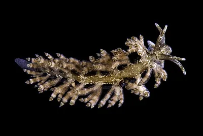 Eubranchus vittatus jigsaw puzzle