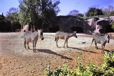 Les zÃ¨bres au zoo de Vincennes