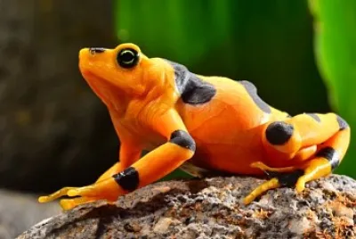 ANIMALITOS