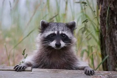 ANIMALITOS