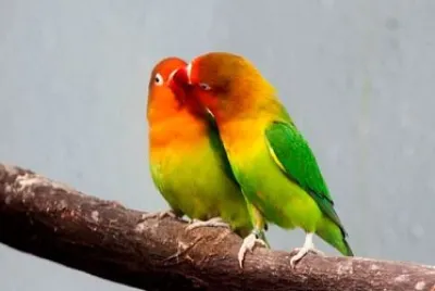 ANIMALITOS