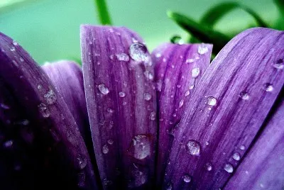 PURPLE jigsaw puzzle