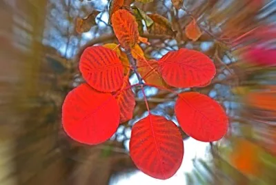 פאזל של DSC0237