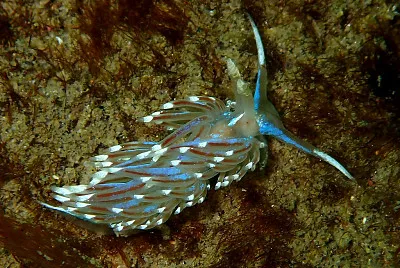 Facelina auriculata