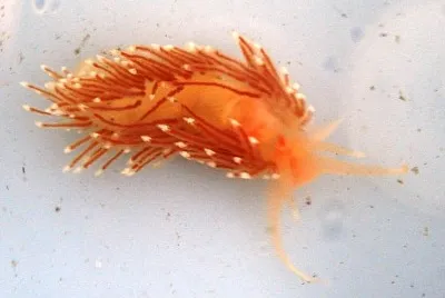 פאזל של Facelina bostoiensis