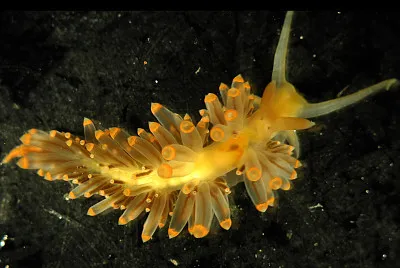 פאזל של Facelina rhodopos