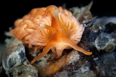 פאזל של Aeolidiella alderi