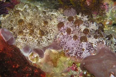 Actinocyclus papillatus