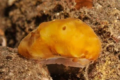 Actinocyclus verricosus