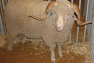 Rambouille merino
