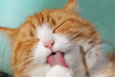 GATITOS