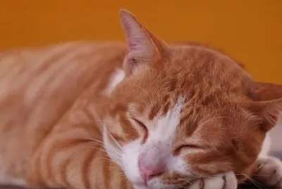 GATITOS